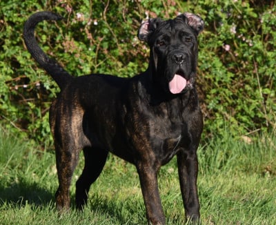 Les chiots de Cane Corso