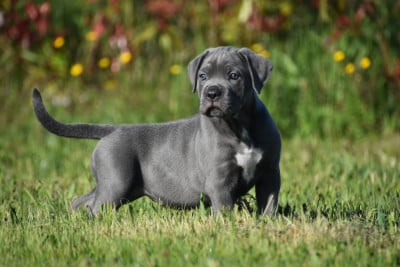 Les chiots de Cane Corso