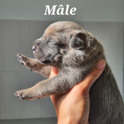 Les chiots de Cane Corso