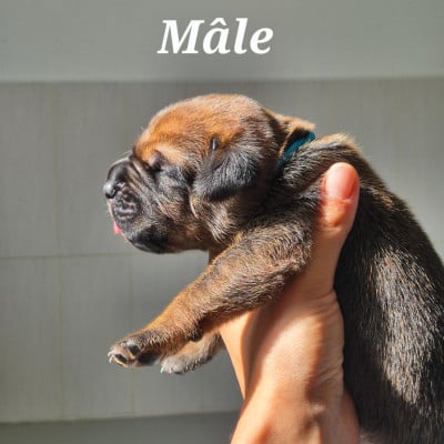 Les chiots de Cane Corso