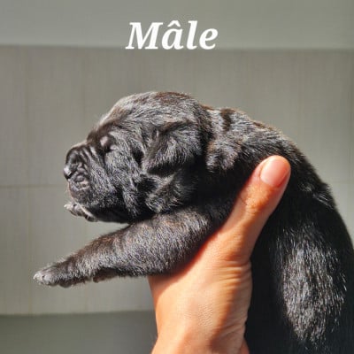 Les chiots de Cane Corso