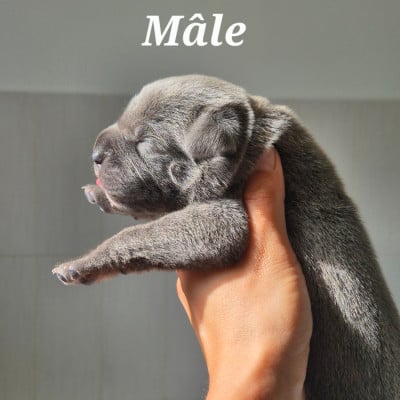 Les chiots de Cane Corso