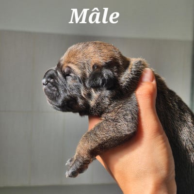 Les chiots de Cane Corso