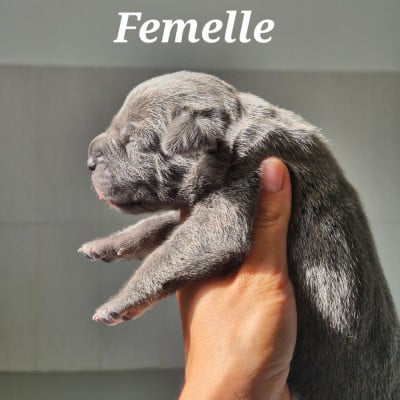 Les chiots de Cane Corso