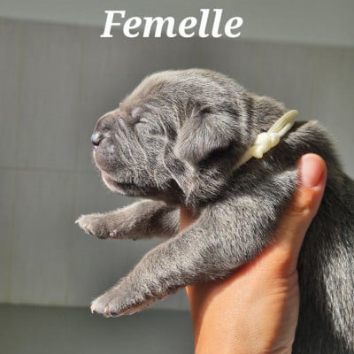 Les chiots de Cane Corso