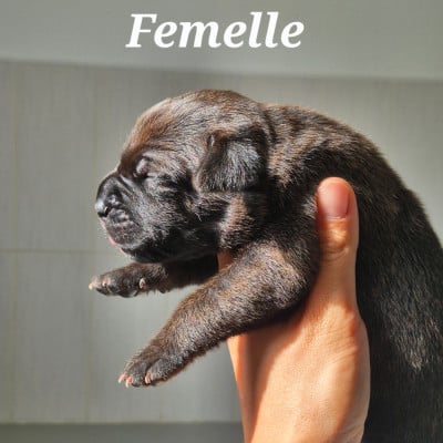 Les chiots de Cane Corso