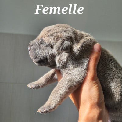 Les chiots de Cane Corso