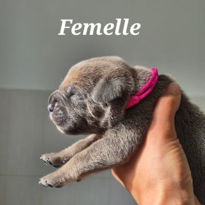 Les chiots de Cane Corso