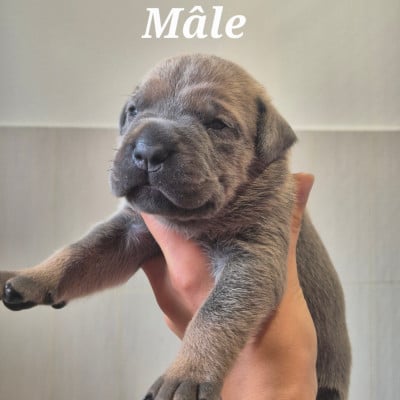 Les chiots de Cane Corso