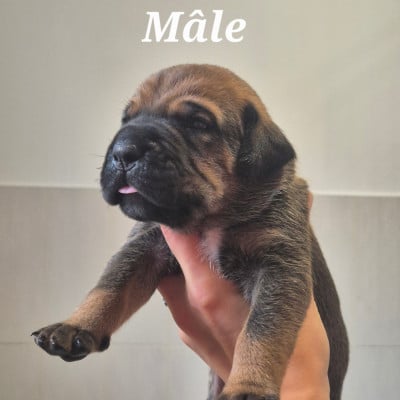 Les chiots de Cane Corso