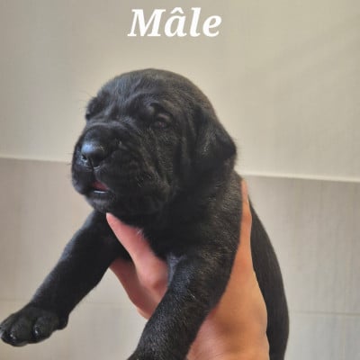 Les chiots de Cane Corso