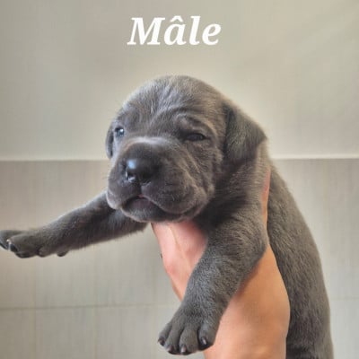Les chiots de Cane Corso