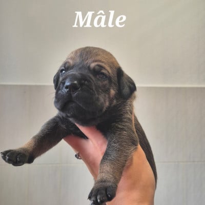 Les chiots de Cane Corso