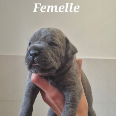 Les chiots de Cane Corso