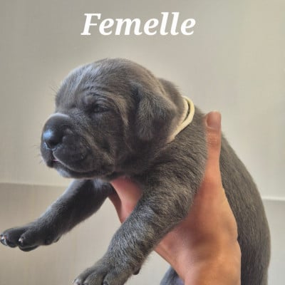 Les chiots de Cane Corso