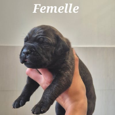 Les chiots de Cane Corso