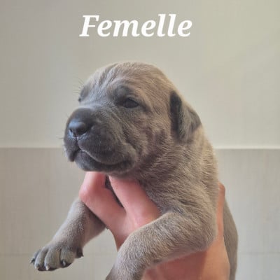 Les chiots de Cane Corso