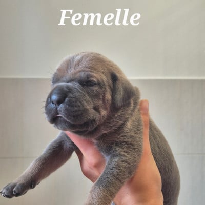 Les chiots de Cane Corso