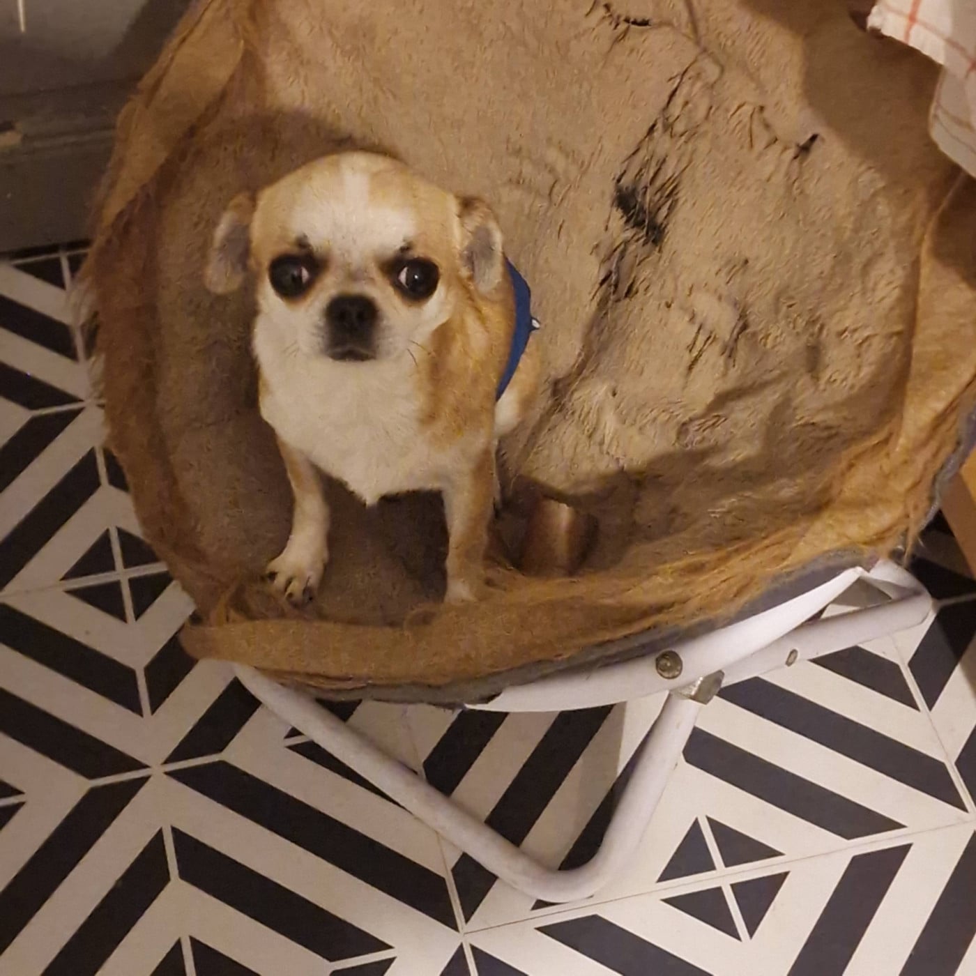 Publication : des parfums d'ambre