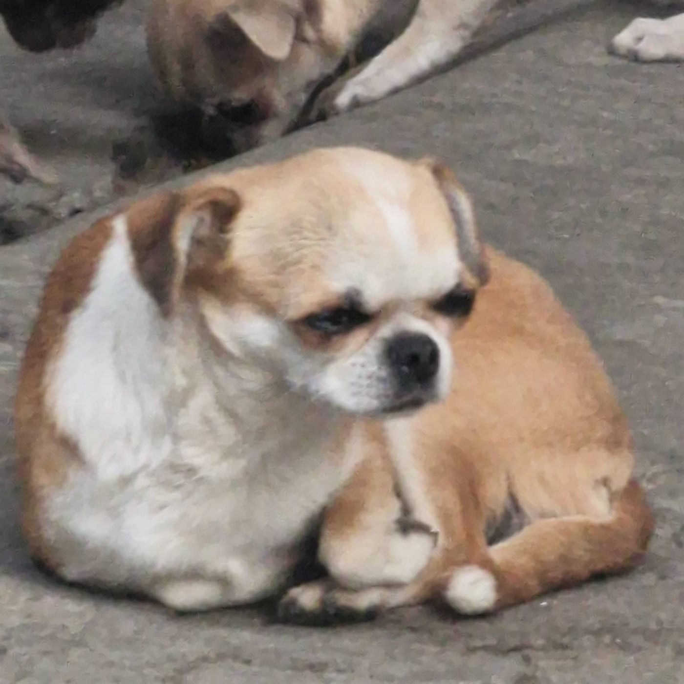 Publication : des parfums d'ambre