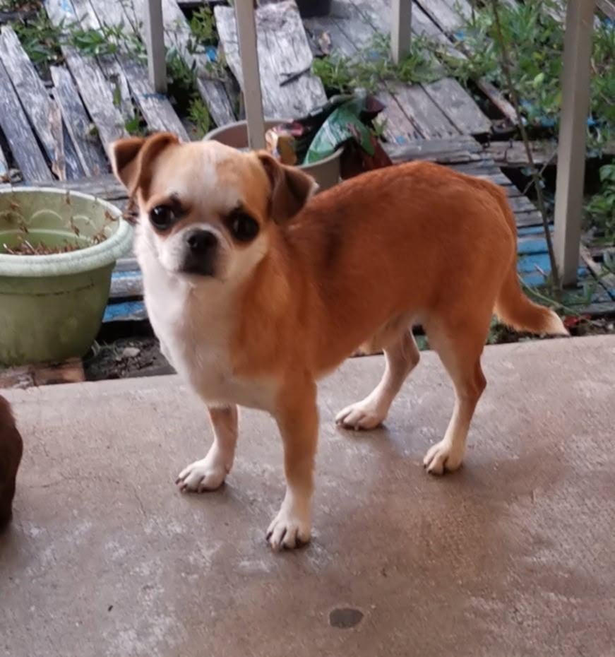 Publication : des parfums d'ambre