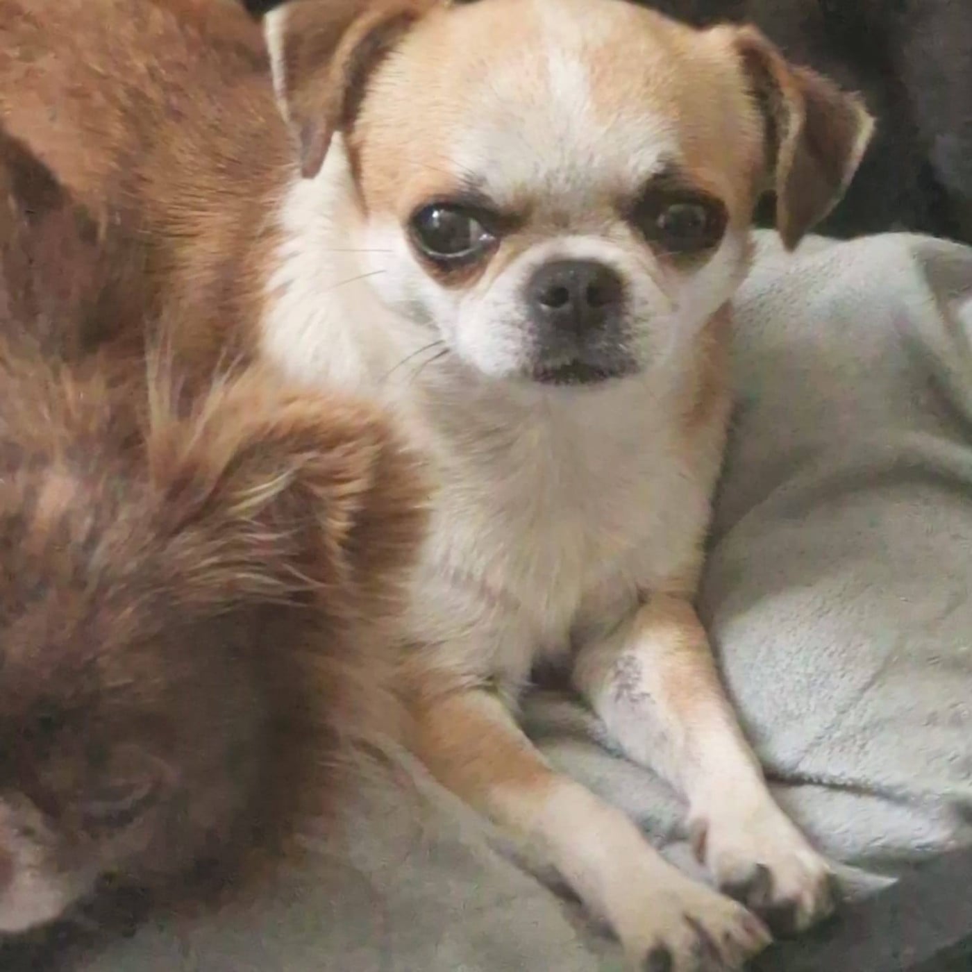 Publication : des parfums d'ambre