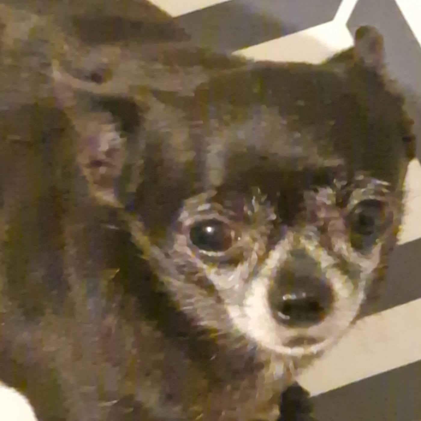 Publication : des parfums d'ambre