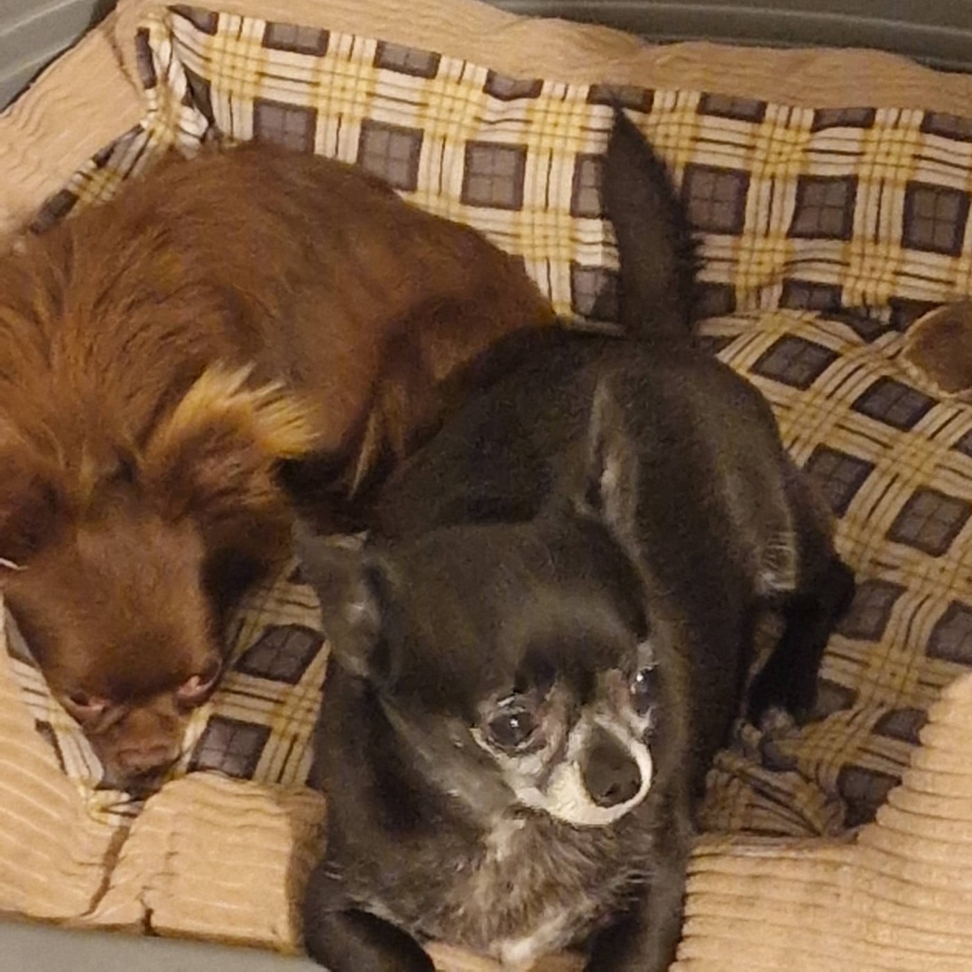 Publication : des parfums d'ambre