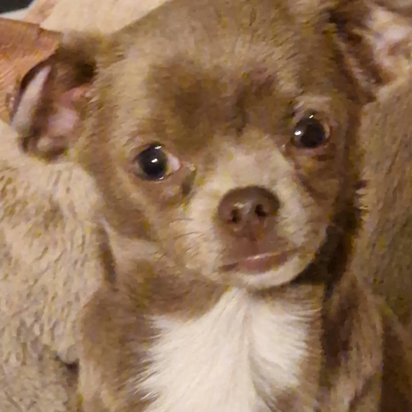 Publication : des parfums d'ambre