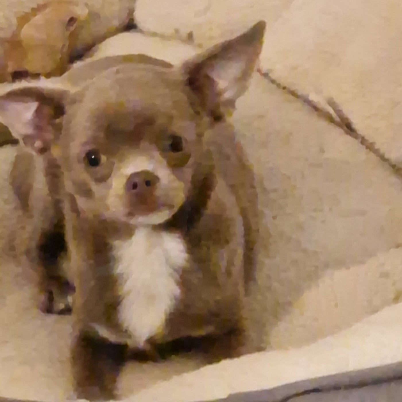 Publication : des parfums d'ambre