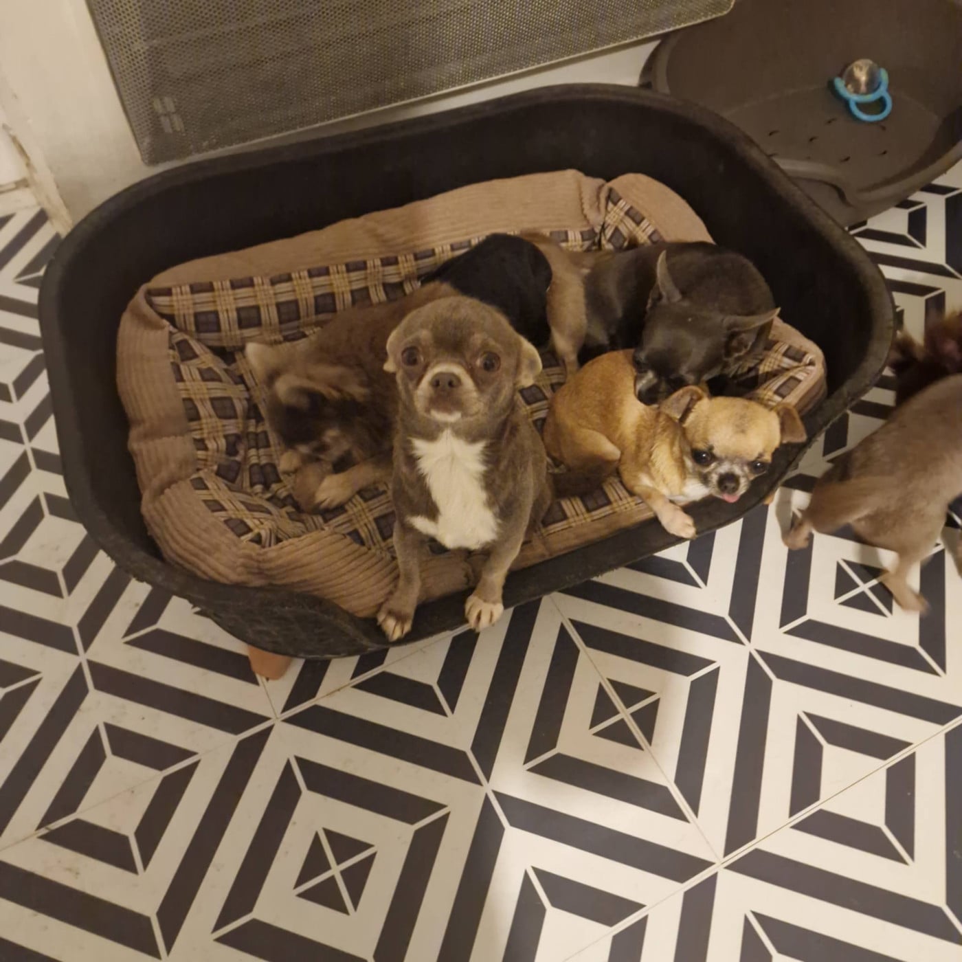 Publication : des parfums d'ambre