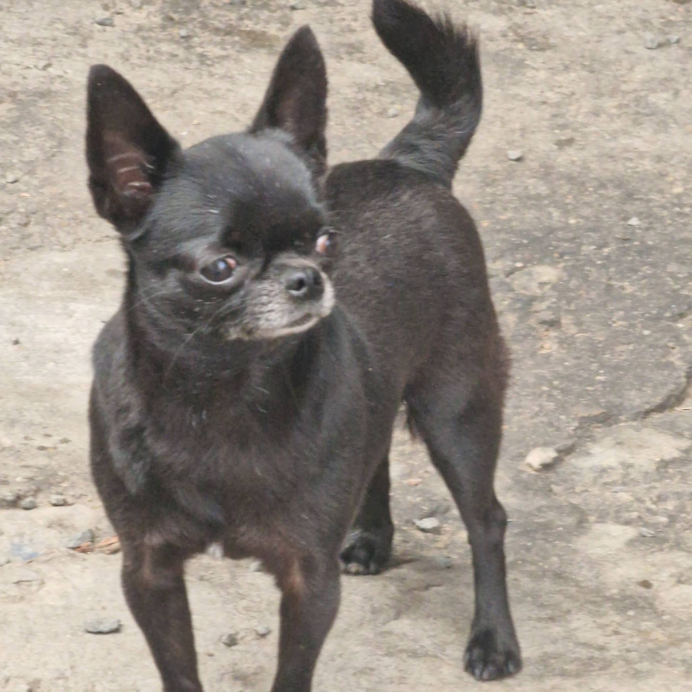 Publication : des parfums d'ambre