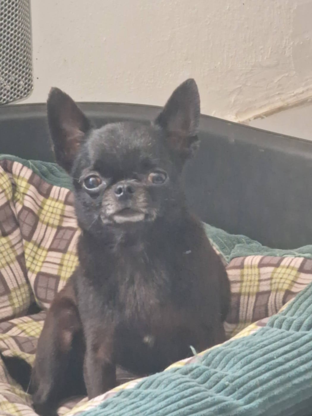 Publication : des parfums d'ambre