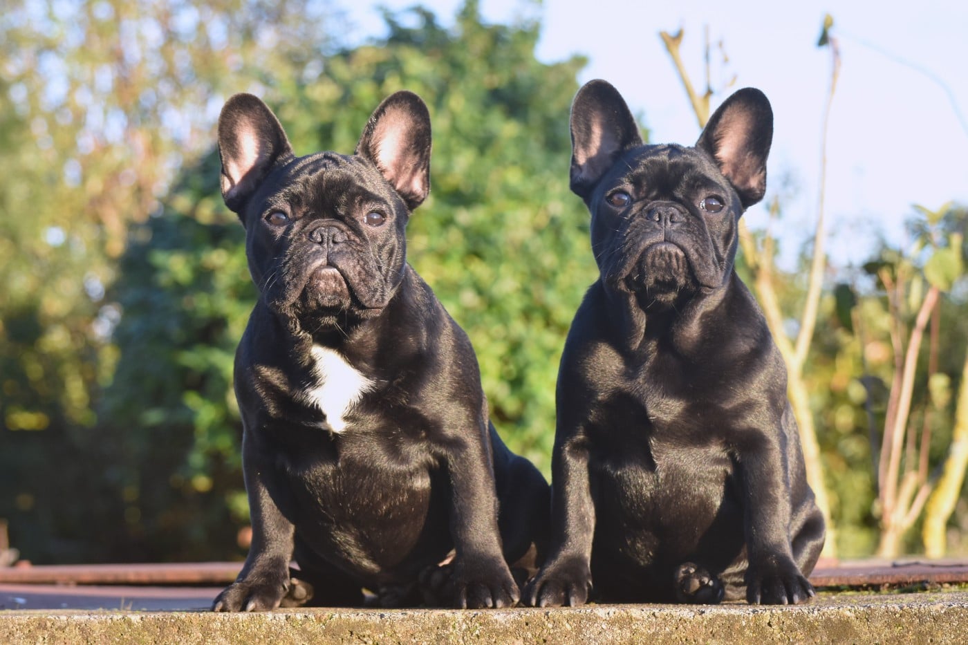 Amour psyché de l'Or Noir De Paris