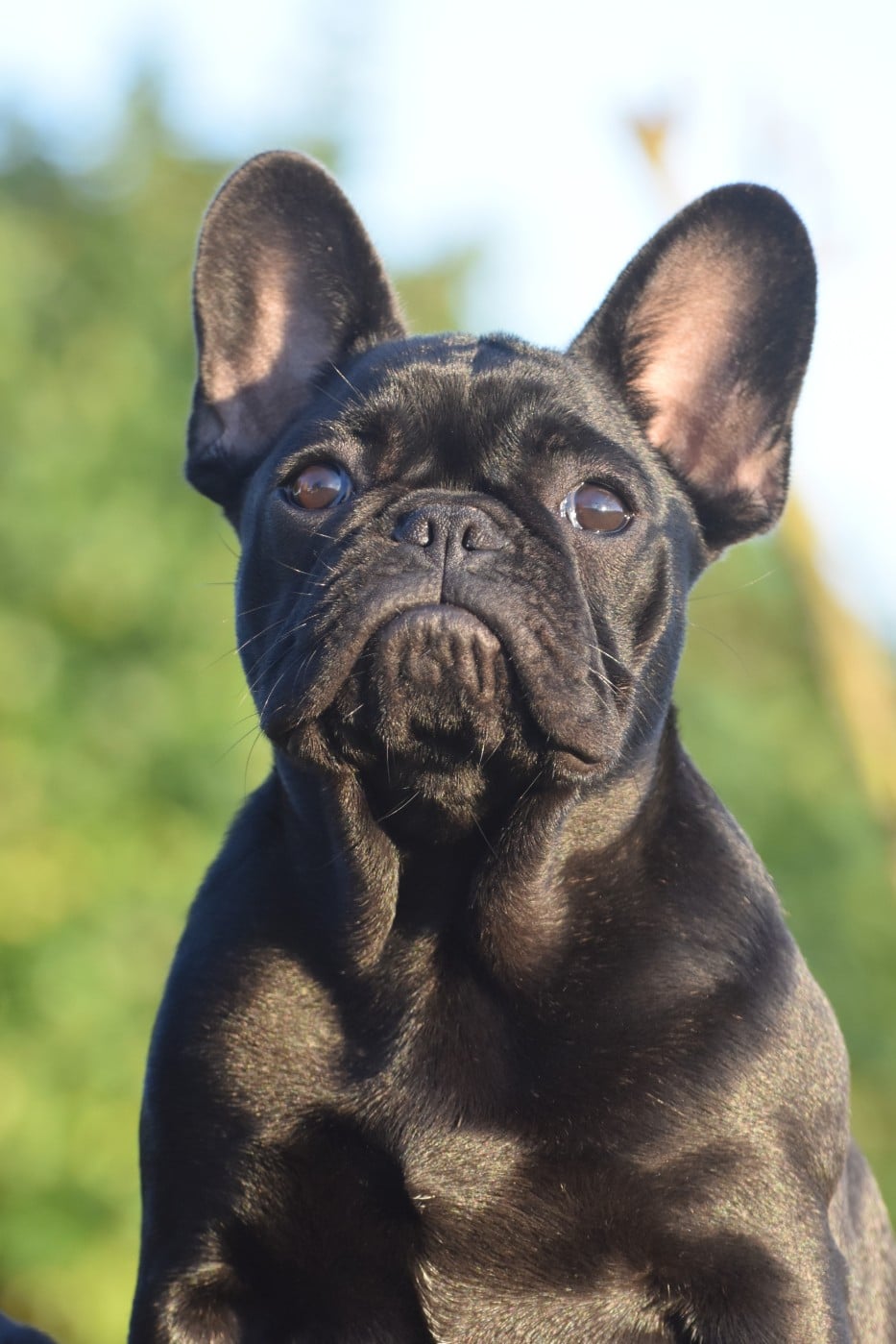 Amour psyché de l'Or Noir De Paris