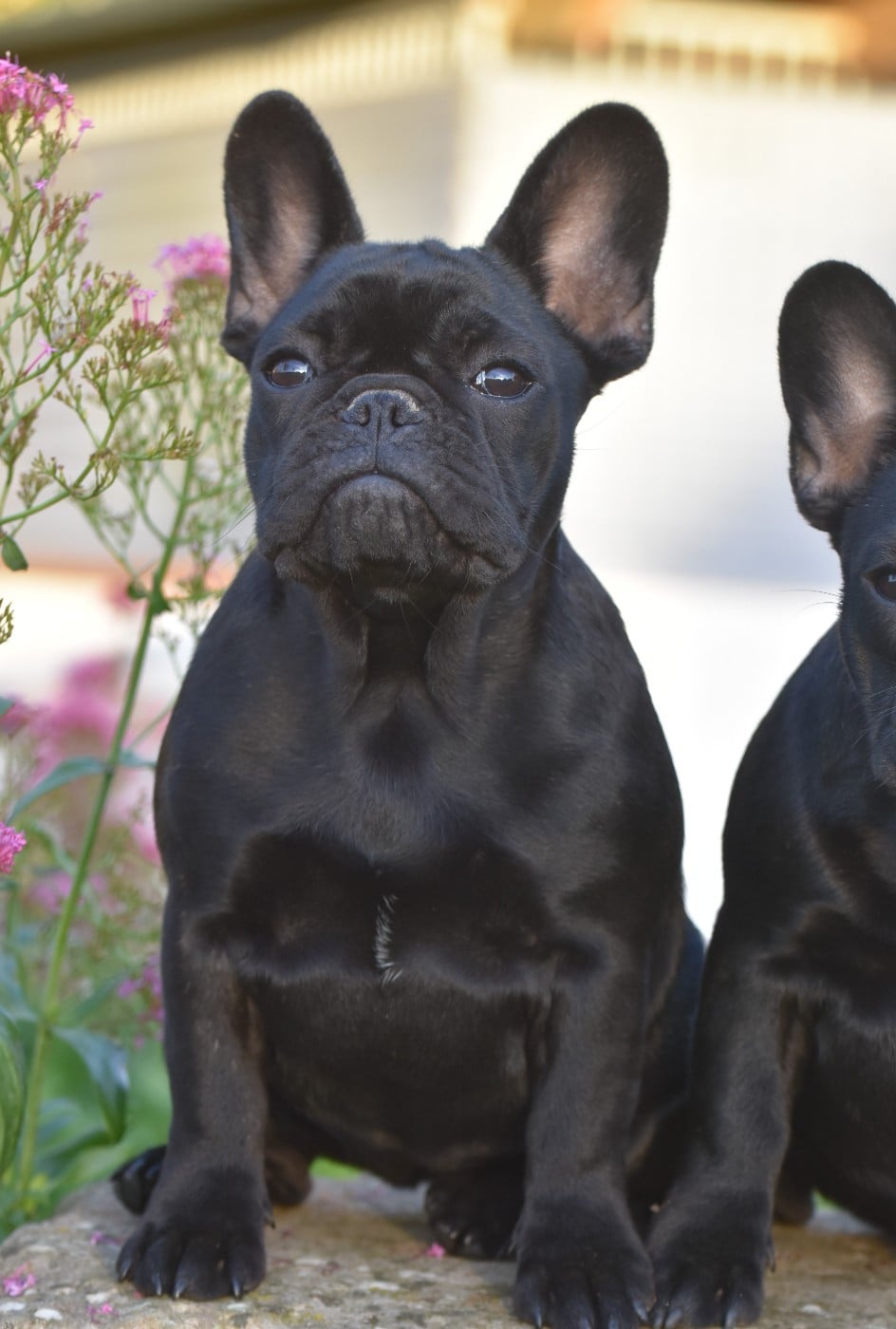 Amour psyché de l'Or Noir De Paris
