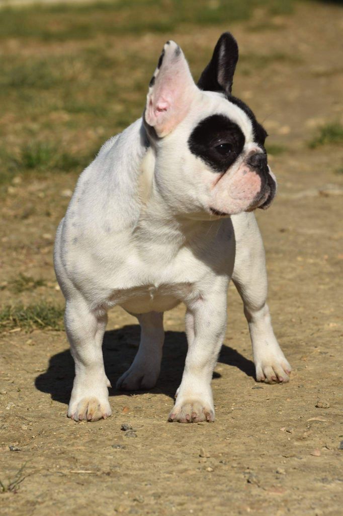 Opéra bastille (orca) de l'Or Noir De Paris