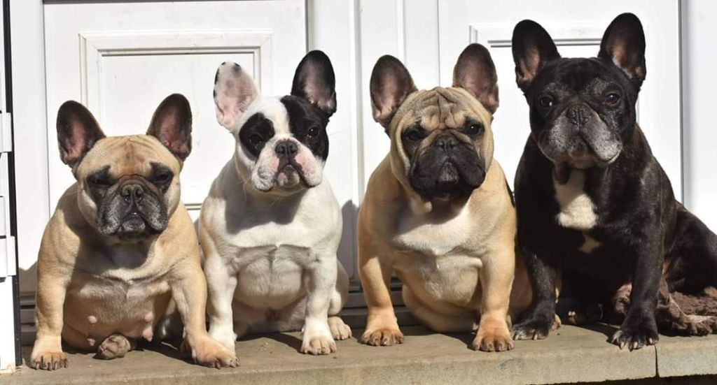 Opéra bastille (orca) de l'Or Noir De Paris