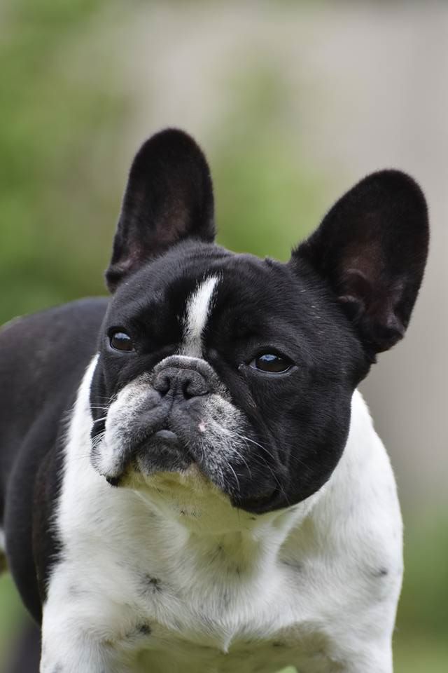 Métamorphose maléfique de l'Or Noir De Paris