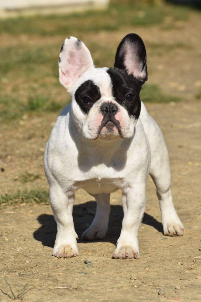 Opéra bastille (orca) de l'Or Noir De Paris