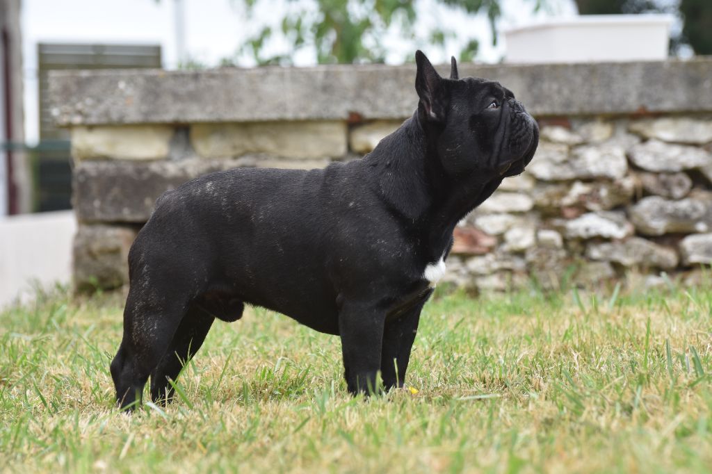 Publication : de l'Or Noir De Paris