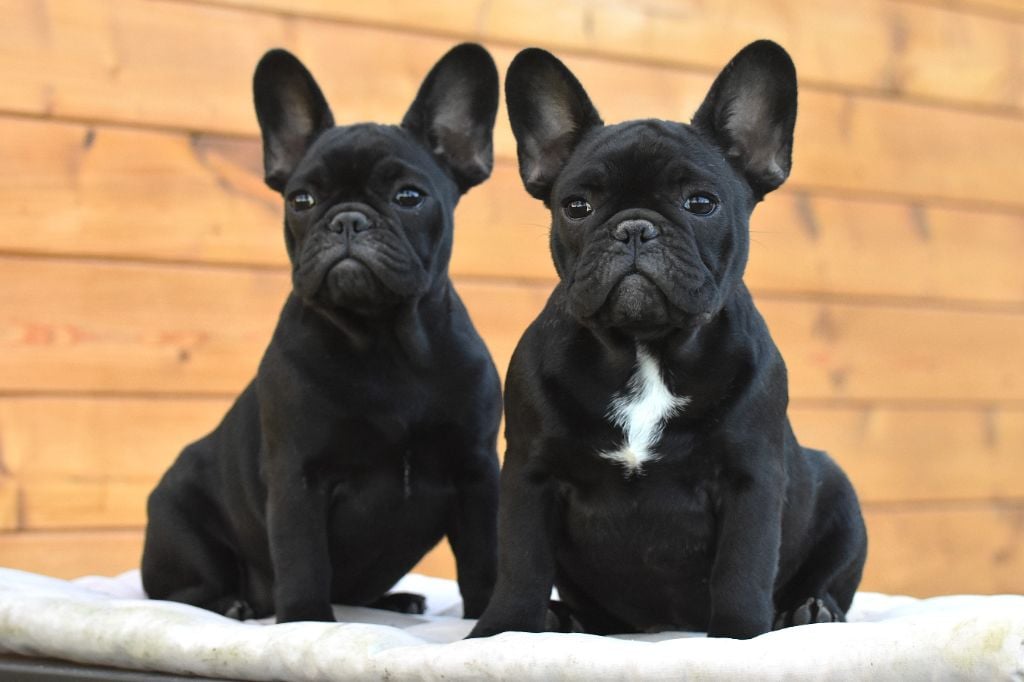 Amour psyché de l'Or Noir De Paris