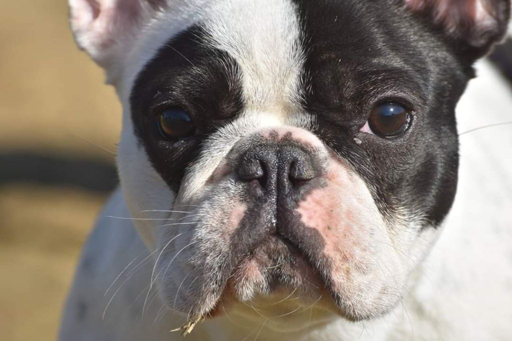 Opéra bastille (orca) de l'Or Noir De Paris