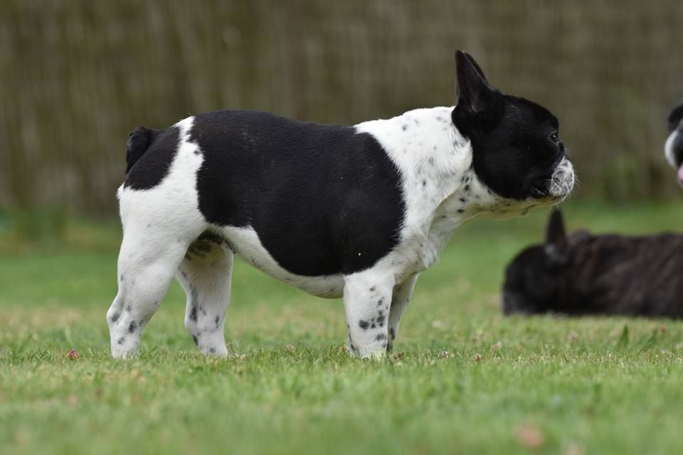 Métamorphose maléfique de l'Or Noir De Paris