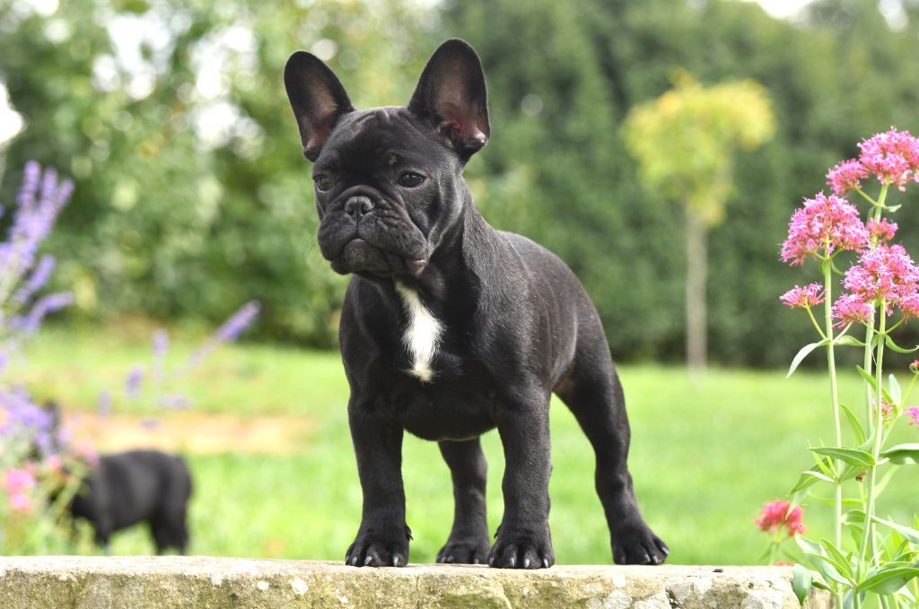 Auguste renoir de l'Or Noir De Paris