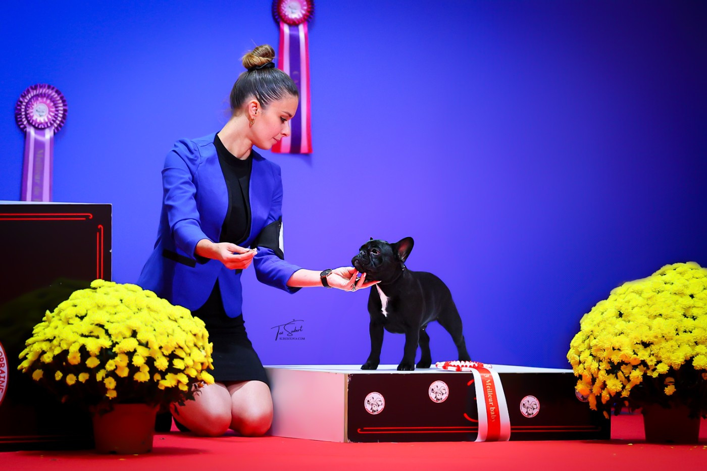 Auguste renoir de l'Or Noir De Paris - 1° TRES PROMETTEUR - MEILLEUR BABY DE LA RACE - MEILLEUR BABY GROUPE 9 - 3° BEST IN SHOW BABY