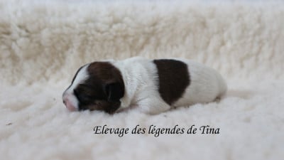 Les chiots de Jack Russell Terrier