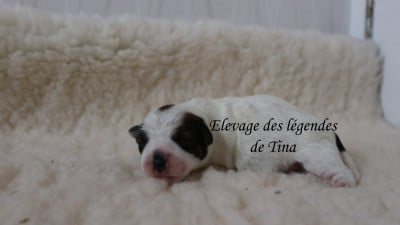 Les chiots de Jack Russell Terrier