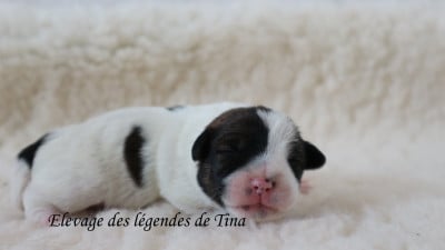 Les chiots de Jack Russell Terrier