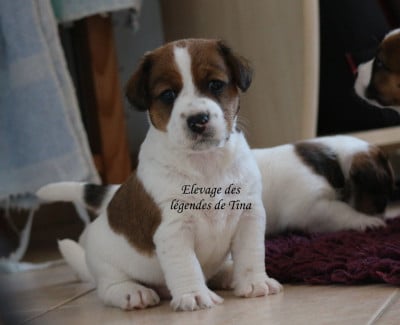 Les chiots de Jack Russell Terrier